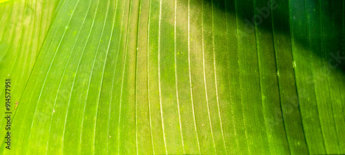 tropical green foliage with abstract lines photo