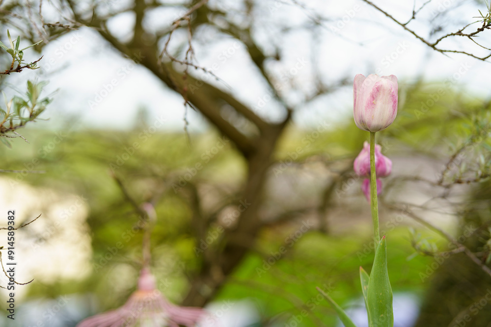 Beautiful single tulip flower on a blurred background. Motif for print or postcard