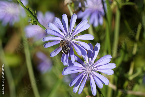 Western honey bee or European honey bee (Apis mellifera) on blue flowers of Common chicory (Cichorium intybus), family Asteraceae. Netherlands, summer, July