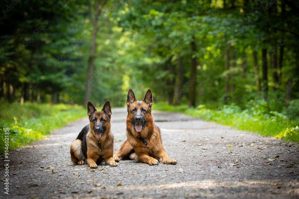 Naklejka premium Perros pastores alemanes de pura raza (German Shepherd) se sientan y se acuestan en un sendero forestal en un bosque verde de verano, papel tapiz colorido, fondo para el diseño