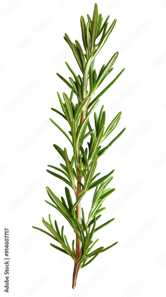 Fototapeta premium Fresh Rosemary Sprig