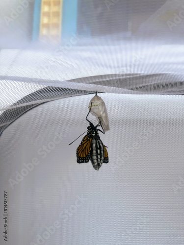Butterfly Resting on it's Opened Chrysalis photo