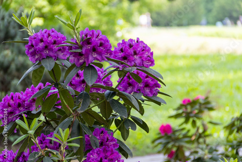 Rhododendron blossom. Shrubs blooming with purple flowers. Flowers of bright colors, close-up. Blooming rhododendrons in a park or botanical garden. Natural background