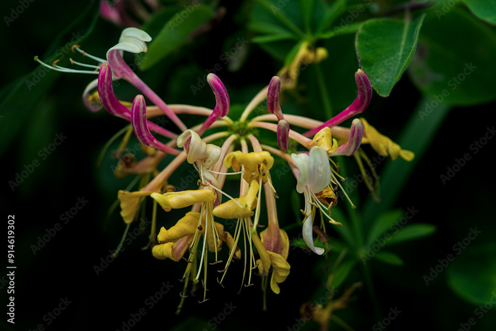 Fleur sauvage de Chevrefeuille de Toscane (Lonicera etrusca Santi) en Auvergne en gros plan Fleur sauvage de Chevrefeuille de Toscane (Lonicera etrusca Santi) en Auvergne en gros plan