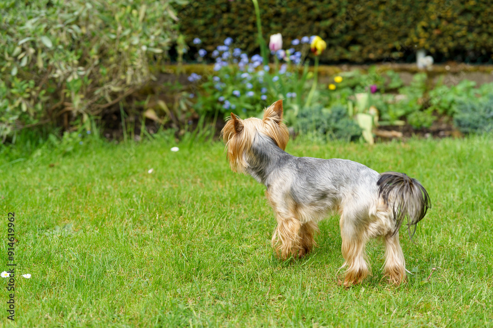 Little cute Yorkshire Terrier in the backyard in summer. Happy dog life concept outdoors Little cute Yorkshire Terrier in the backyard in summer. Happy dog life concept outdoors