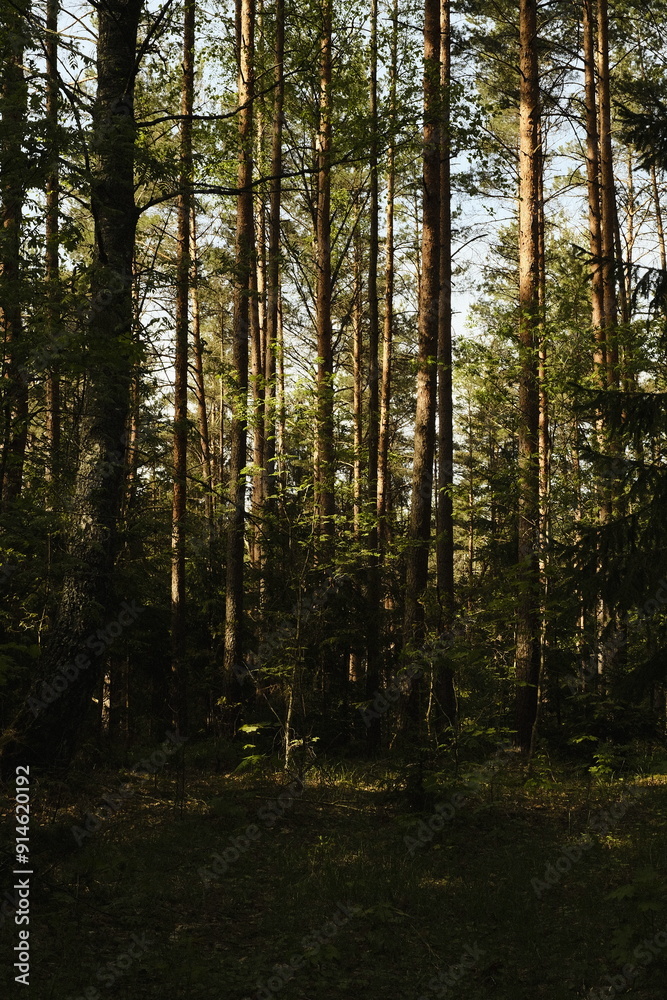 Fototapeta premium Forest in summer