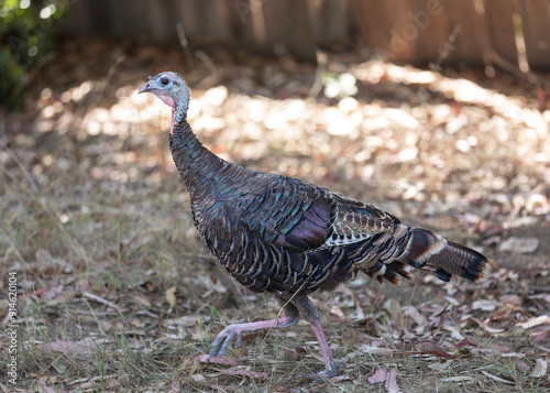 Wild Turkey Hen