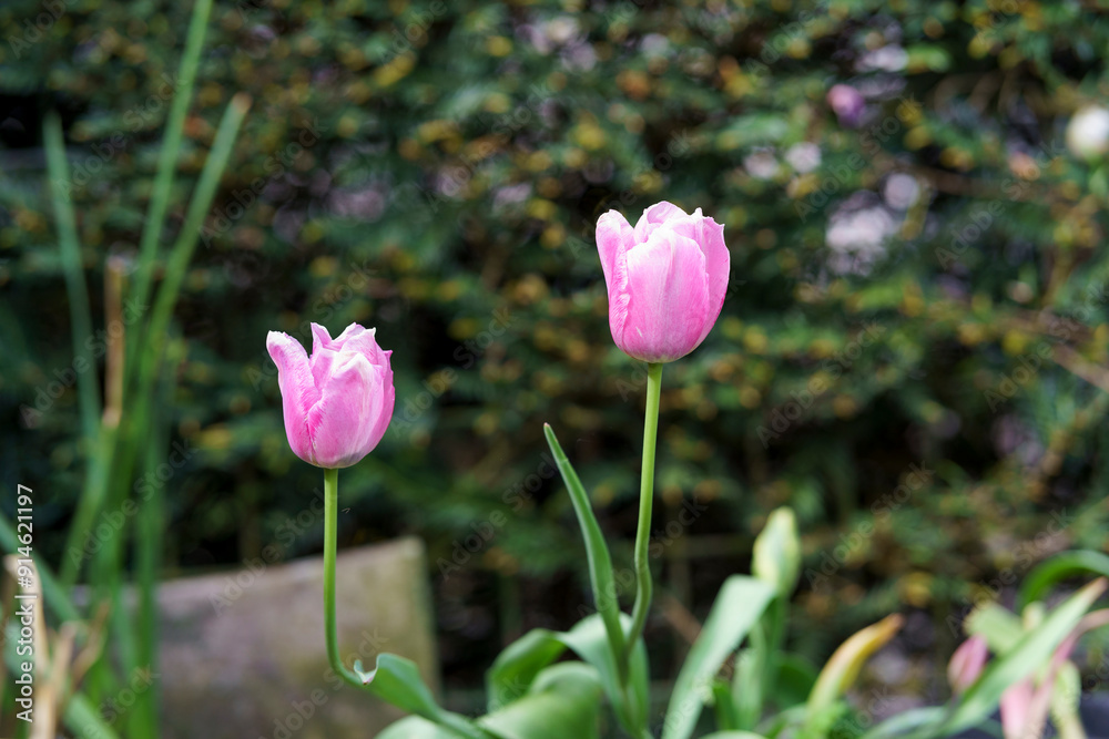 Cute pink tulips in the backyard garden Cute pink tulips in the backyard garden