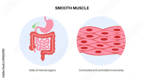 Smooth muscle tissue