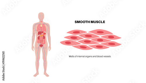 Smooth muscle tissue