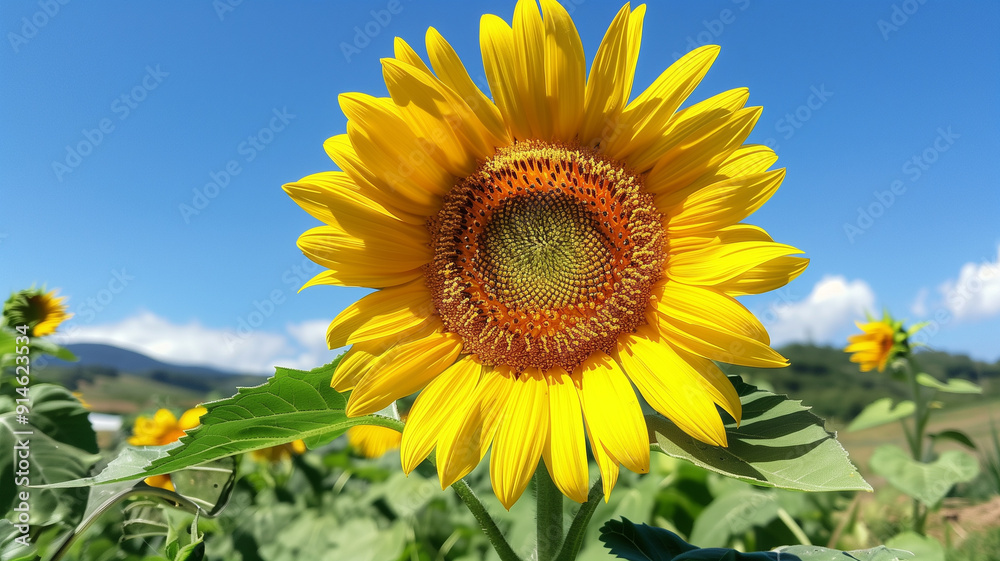 Sunflowers under a blue sky, golden sunflowers under the sky, sunflowers dancing under the sky, blooming sunflowers under the sky canvas, golden sunflower flowers stretching towards the blue sky Sunflowers under a blue sky, golden sunflowers under the sky, sunflowers dancing under the sky, blooming sunflowers under the sky canvas, golden sunflower flowers stretching towards the blue sky