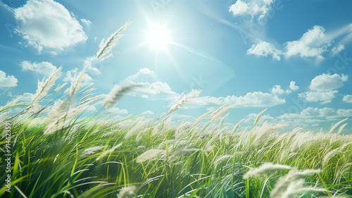 Long grass swaying in the sunny wind under the sky, long grass dancing in the wind, under the open sky, under the golden sunlight, the grass embracing the sky, long grass swaying under the sunlight