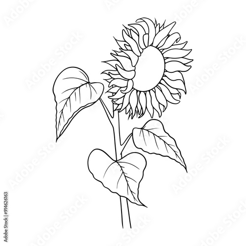 Vector sunflower illustration in line art style. Graphic monochrome drawing. Hand drawn floral outline sketch, engraved illustration. Design element for coloring book page, tattoo, logo, icon, label.