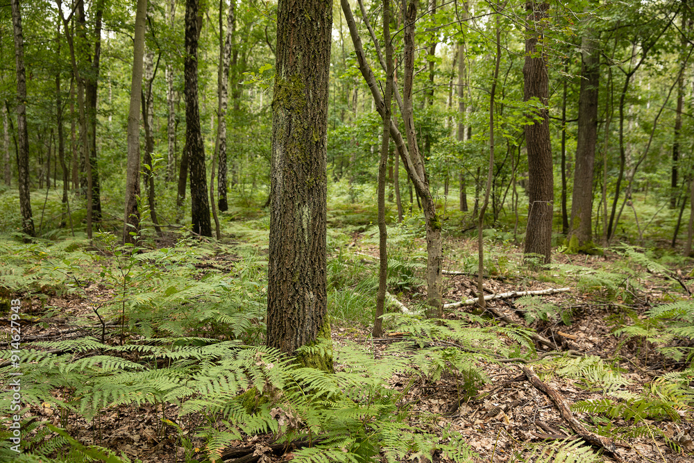 Obraz premium Las zielony