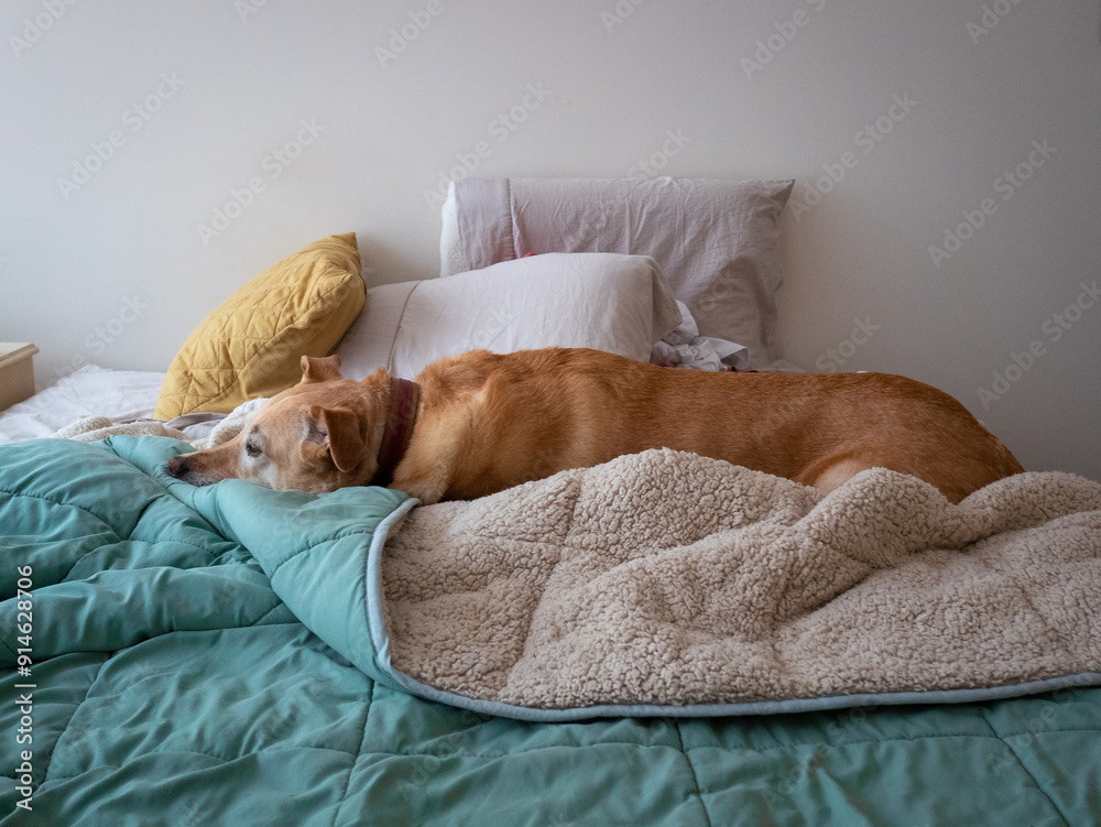 A Yellow Mongrel Dog is Lying on the Bed in La Paz, Bolivia