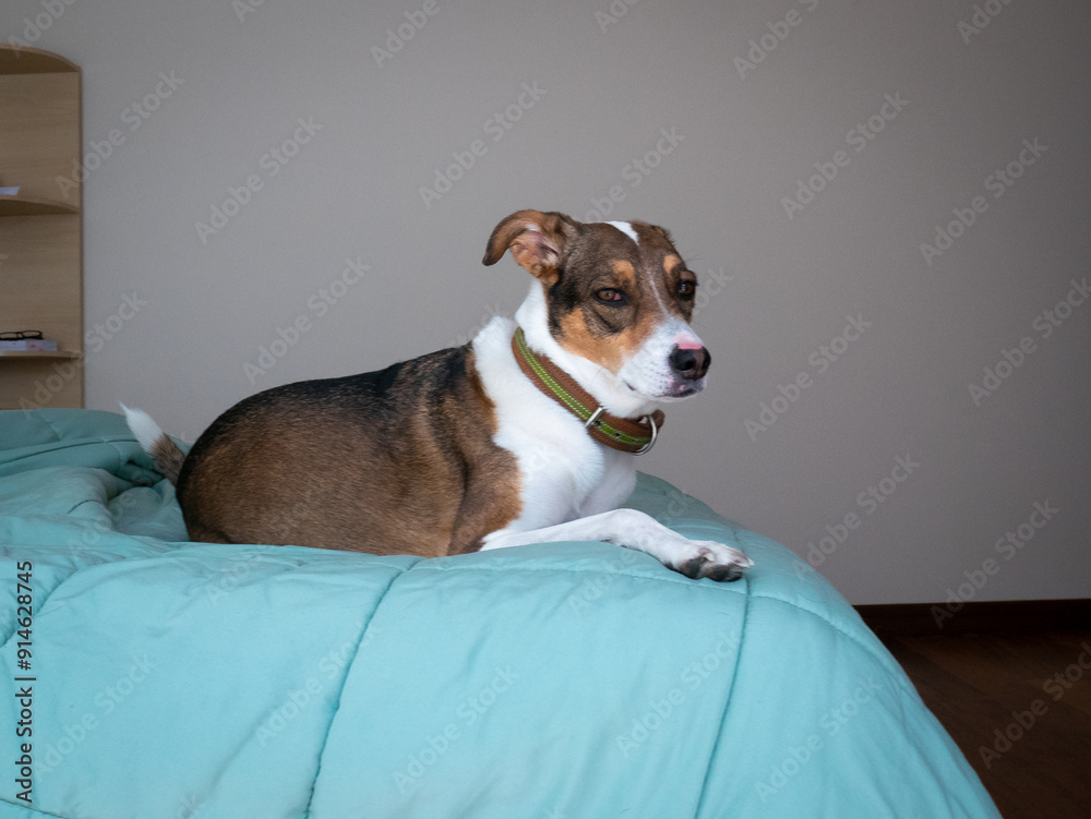A Mongrel Dog with a Green Leash around its Neck is Lying on the Bed in La Paz, Bolivia