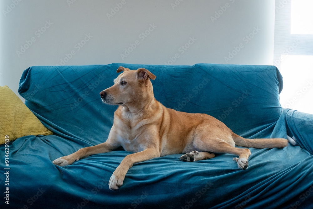 A Mongrel Dog with a Leash around her Neck is Sitting on the Blue Armchair