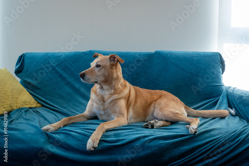 Obraz na płótnie A Mongrel Dog with a Leash around her Neck is Sitting on the Blue Armchair w salonie
