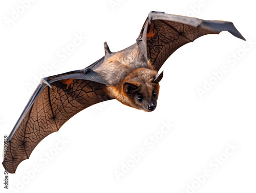 A bat is flying photo