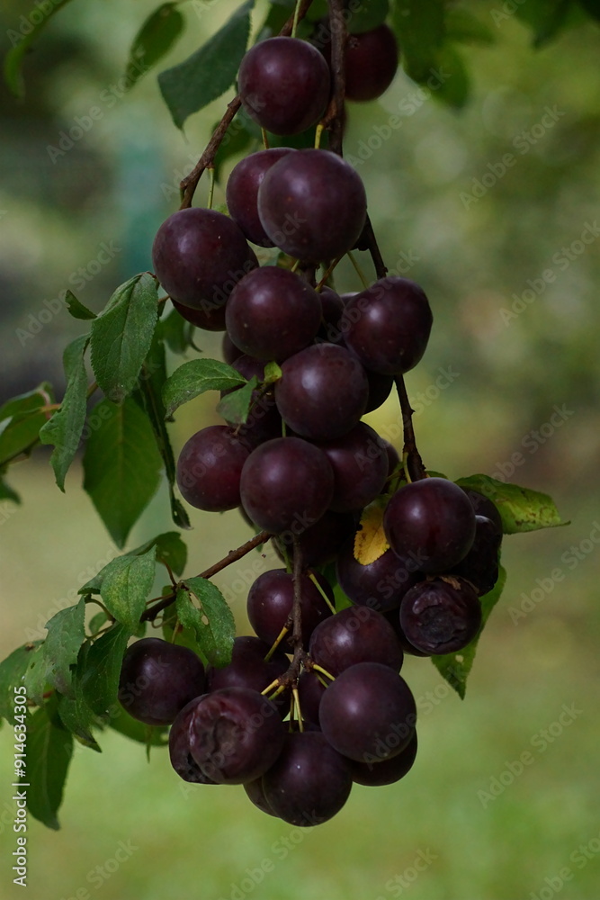 Close-up photography of a cherry plum branch with ripe fruits Prunus cerasifera Close-up photography of a cherry plum branch with ripe fruits Prunus cerasifera