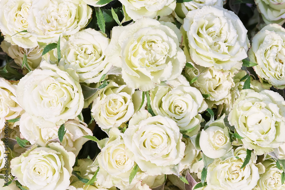 White roses background. Greeting card. Copy space, top view White roses background. Greeting card. Copy space, top view
