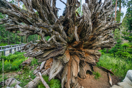 Sequoia Fallen Monarch in the Mariposa Grove, Yosemite National Park photo