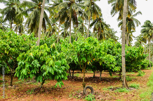 Integrated farming