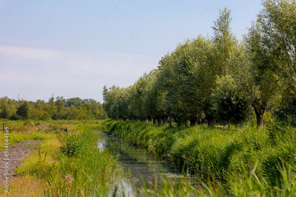 Obraz premium Dutch summer polder landscape with green grass feild, Small canal or ditch with Pollarded trees, Willows also called sallows and osiers of the genus Salix, Typical countryside, Overijssel, Netherlands