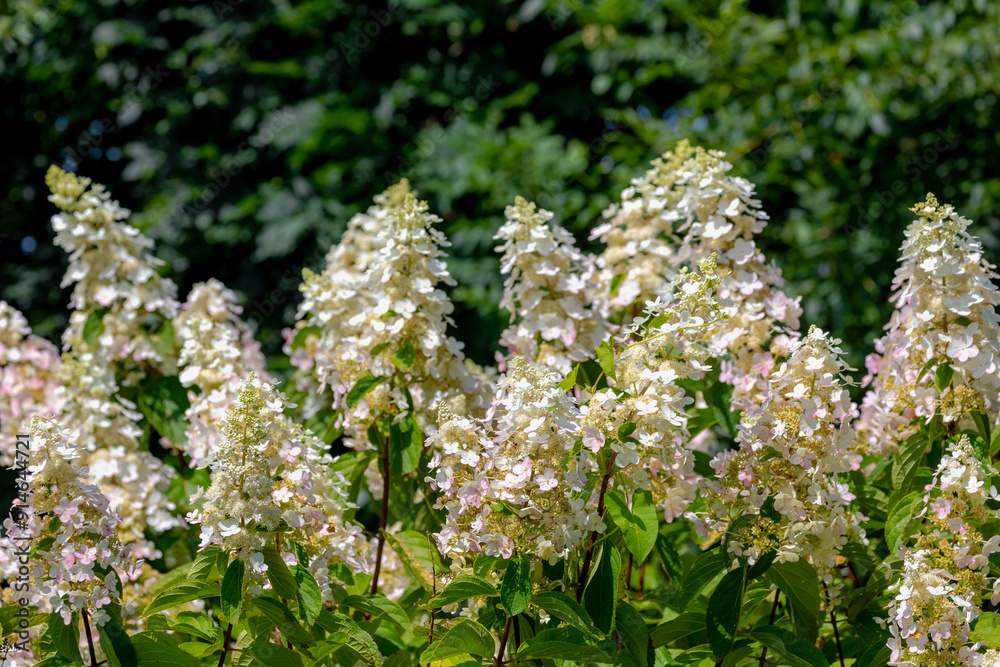 Selective focus bushes of Hydrangea paniculata flowers in the garden, White cream hortensia, Panicled hydrangea is a species of flowering plant in the family Hydrangeaceae, Natural floral background. Selective focus bushes of Hydrangea paniculata flowers in the garden, White cream hortensia, Panicled hydrangea is a species of flowering plant in the family Hydrangeaceae, Natural floral background.