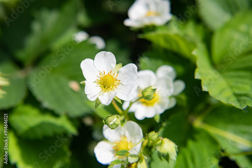 Strawberry flowers in spring in natural habitat. Close-up.