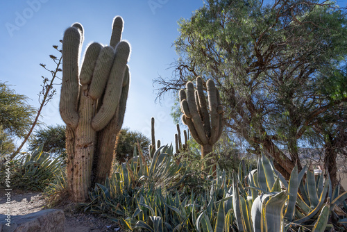 cardones, humahuaca, jujuy photo