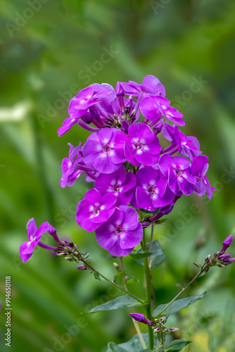 Flammenblume (Phlox) photo