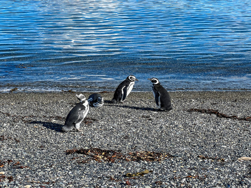 Argentina, Ushuaia - 2023, February: penguin on the rocks photo