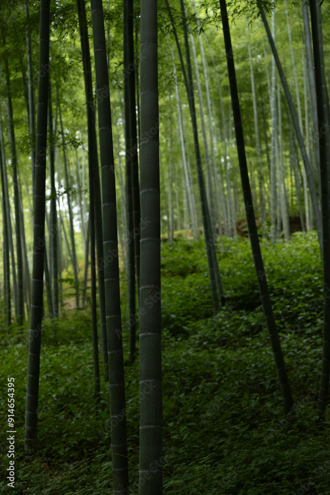 Fototapeta premium Bamboo Forest in Kyoto