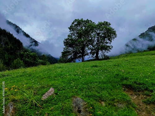 Twin trees stand on a lush green meadow, surrounded by misty mountains. The foggy atmosphere creates a serene and mysterious landscape, with vibrant greenery contrasting the cloudy sky.