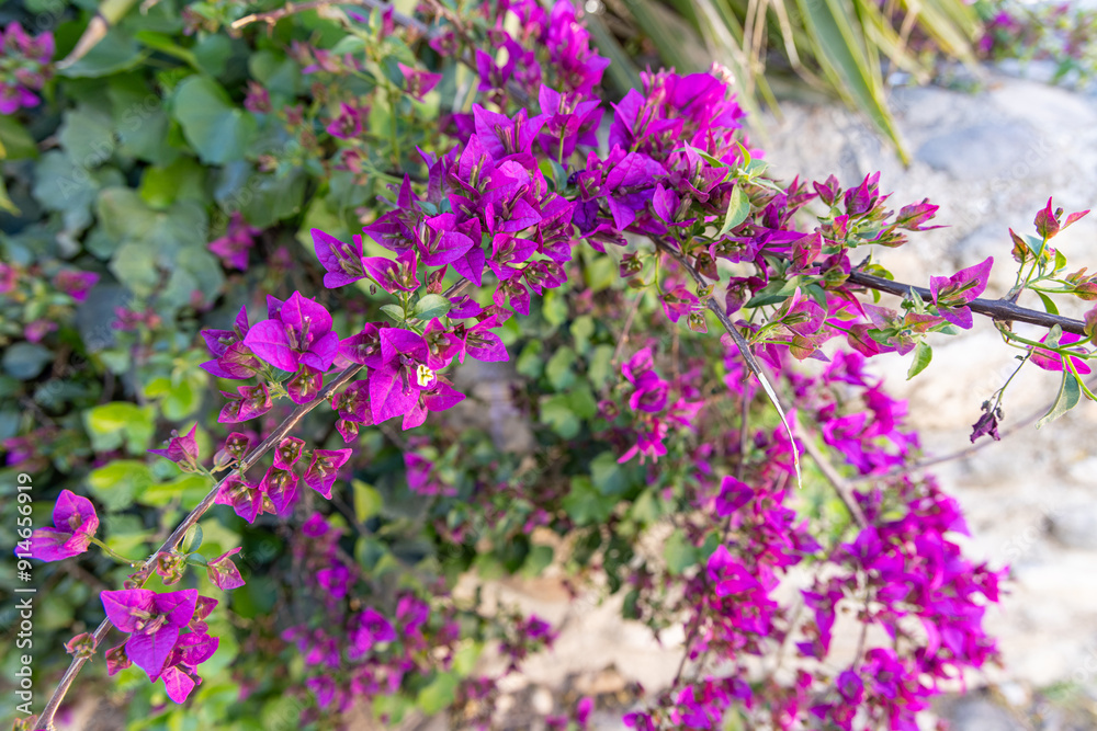 Obraz premium A purple flowering bush in Granada.
