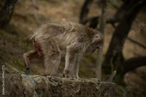 Iwatayama Monkey Park photo