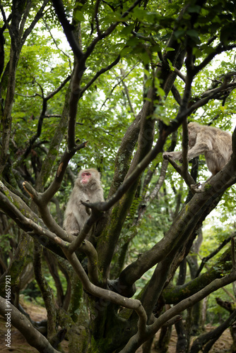 Monkeys in Iwatayama Monkey Park