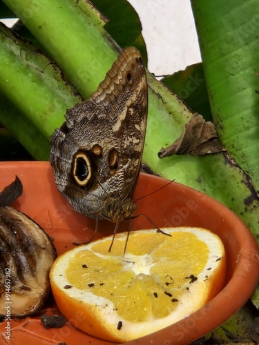 butterfly on a leaf