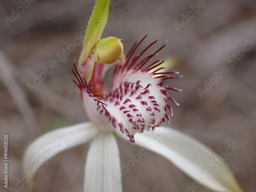 Daddy long legs spider orchid photo