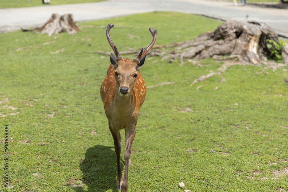 Naklejka premium Deer in Nara Deer Park