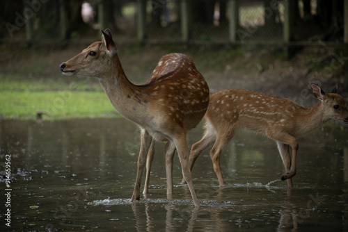 Deer in nara deer park