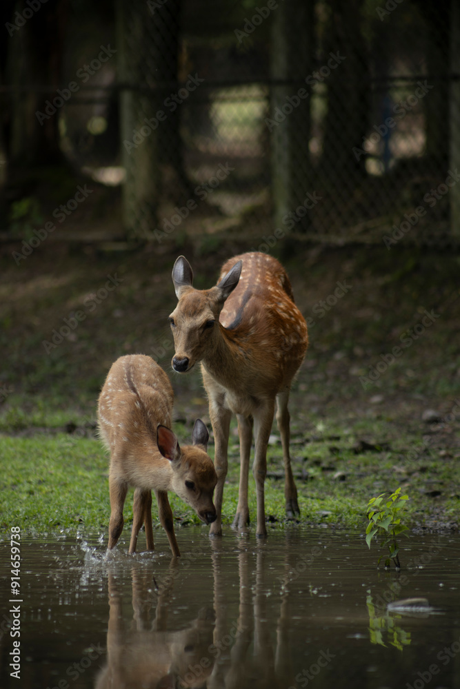 Fototapeta premium Deer in nara deer park