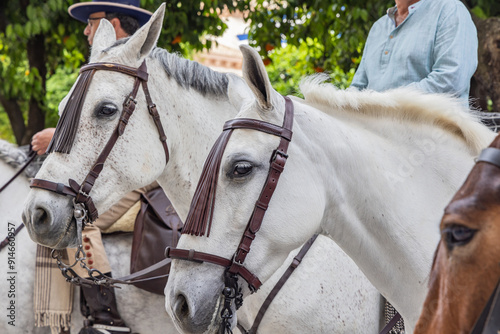 White horses at a festival in Spain. photo