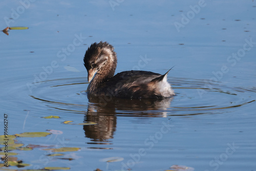 Pie Billed Griebe swimming, diving, feeding and preening on marsh pond in bright summer sun