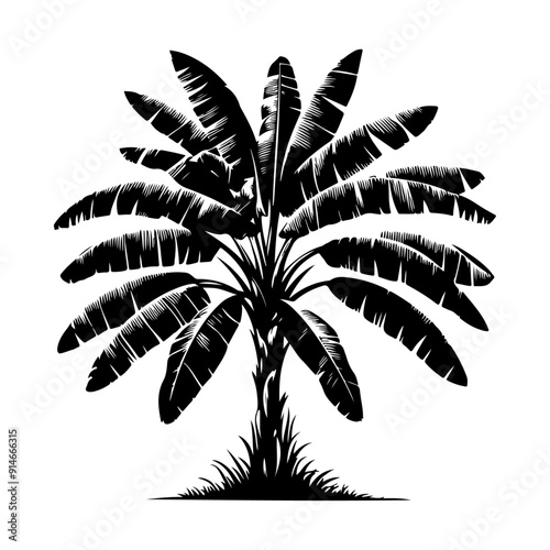 Banana Tree Tree, vector black color silhouette