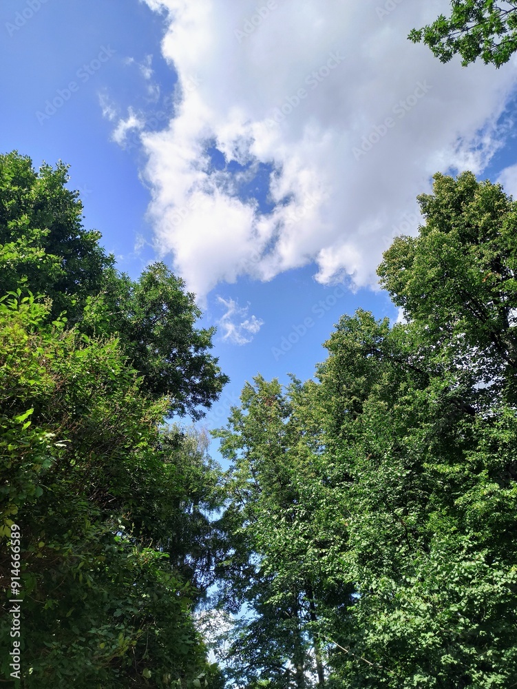 Fototapeta premium Trees and blue sky with clouds in the forest. Nature background