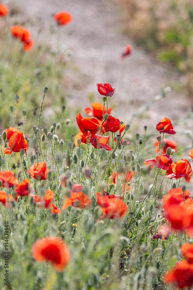 Naklejka premium Wild poppies growing in Andalusia.