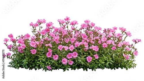 Cutout pink flowers Flower bed isolated on white background Flower bush for garden design or landscaping High quality clipping mask : Generative AI