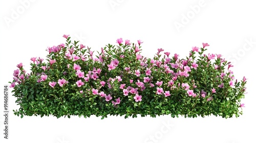 Cutout flower bedGarden design isolated on white background Flowering shrub and green plants for landscaping Decorative hedge High quality clipping mask : Generative AI